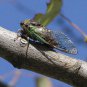 Chartreuse Cidada Fly Fishing Flies - Six Flies in Your Choice of Hook Size