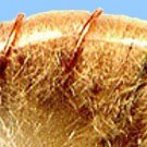 Tan Scuds - Twelve NEW Premium Fly Fishing Flies in Your Choice of Hook Size
