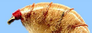 Tan Scuds - Twelve NEW Premium Fly Fishing Flies in Your Choice of Hook Size