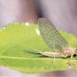 PMD Parachute Dry Fly (Extended Body) Hook Size 14