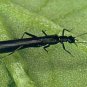 Kaufmann Stoneflies - Twelve Fly Fishing Flies - Your Choice Hook Size & Color