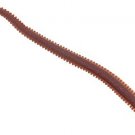Berkley Saltwater Gulp! Camo 6" Sandworm Soft Baits Outfishes Natural