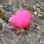 Loon Tip Topper 3-PAK Floating Strike Indicators for Flyfishing Nymphs & Dry Fly