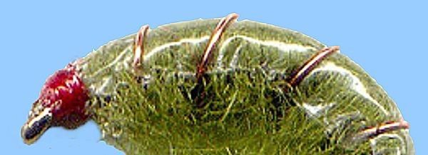 Olive Scuds - Twelve NEW Premium Fly Fishing Flies in Your Choice of Hook Size