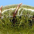 Olive Scuds - Twelve NEW Premium Fly Fishing Flies in Your Choice of Hook Size