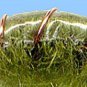 Olive Scuds - Twelve NEW Premium Fly Fishing Flies in Your Choice of Hook Size