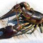 Rapala Jointed, Rattling, Suspending Fire Crawdad Shad Rap (JSR05 FCW)