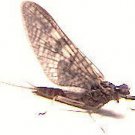March Brown Fly Fishing Flies -Twelve Premium Flies with Choice of Hook Size