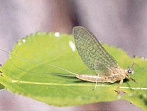 PMD Parachute Dry Fly (Extended Body) Hook Size 18