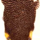 NEW Grizzly Soft Hackle Feathers for Tying Flies