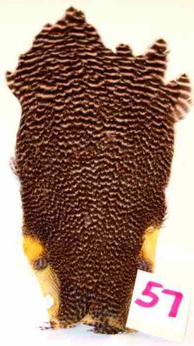NEW Grizzly Soft Hackle Feathers for Tying Flies