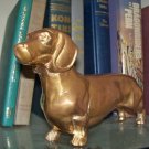 Daschund  dog