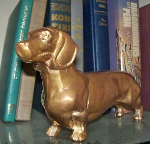 Daschund  dog