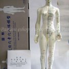Acupuncture Meridian Points Display Model