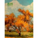 Arizona Highways Magazine - BLUE PALO VERDE TREE - ZUNI INDIAN DANCE - Nov 1954 - Vol. XXX, No. 11