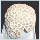 Honeycomb Brain Coral Caribbean Sea Shell Fossil