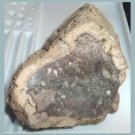 Petrified Dinosaur Bone Fossil from Arizona