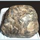 Fossils