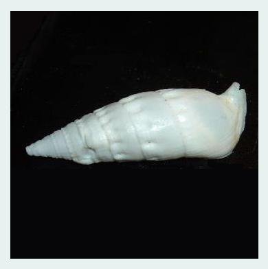 Rhinoclavis Vertagus 51mm Albino Pure White Horn Cerith Sea Shell
