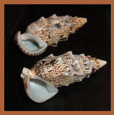 Pair of 2 Cerithium Echinatum 50mm Knobby Cerith Seashells