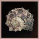 Angaria Delphinus 52mm Pink Gray Seashell