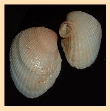 Lot of 2 Arcidae Anadara Antiquata White ARK Clam Seashells