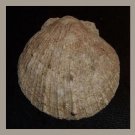 Fossil Pectinidae Laevichlamys Multisqualida 55mm Scallop Seashell