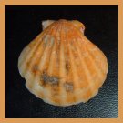 Pectinidae Bractechlamys Vexillum ORANGE 50mm Scallop Seashell