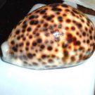 Polished Cypraea Tigris 78mm Seashell French Polynesia Bora Bora Moorea Tahiti