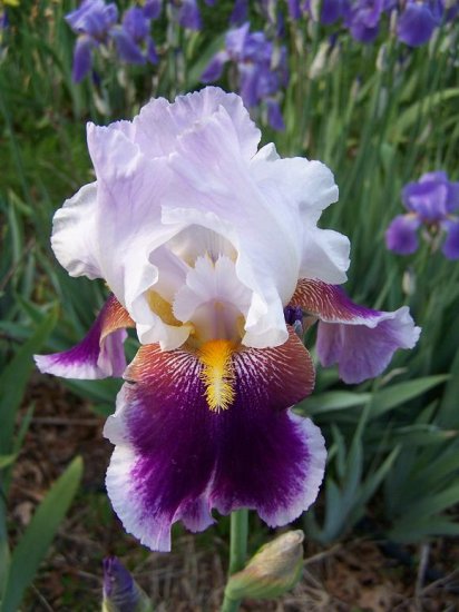 SILVER PEAK Tall Bearded Iris Perennial Drought Tolerant Easy to Grow