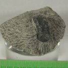 FOSSILS African Proetus Trilobite, Moroccan Fossil