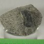 FOSSILS African Proetus Trilobite, Moroccan Fossil