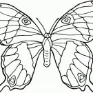 Butterflies Printable Coloring eBook on CD 107 Pages