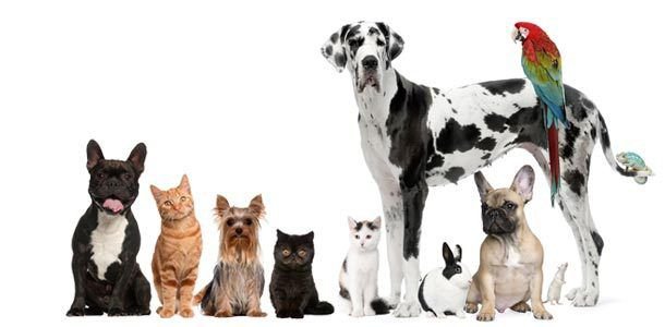 137 Pet Recipes for Dogs Cats Birds and Horses Recipes eBook on CD Printable