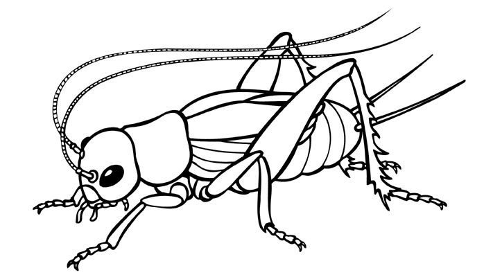 Bugs Printable Coloring eBook 40 Pages on a CD