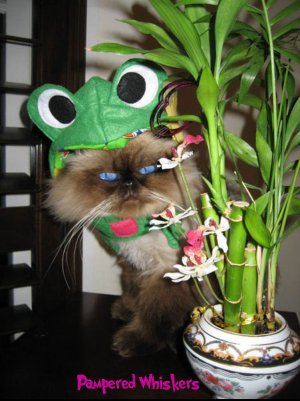 Infrognito! pet frog hat