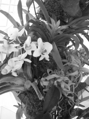 Orchids & Bromiliads