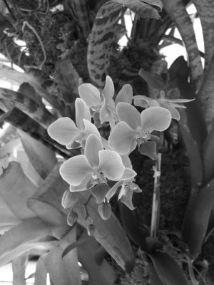 Black & White Orchids