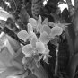 Black & White Orchids