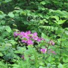 Admidst The Forest