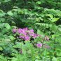 Admidst The Forest