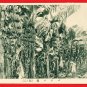 Set of 3 Antique Postcards w/ Folder FORMOSA Taiwan Under Japanese Rule Banana Nutrition Card #EF9