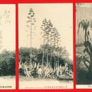 1909 Antique 3 Postcards FORMOSA Taiwan Under Japanese Rule Pre-WW2 Plants AGAVE #EF10