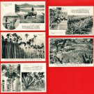 Old 5 Postcards Pre-WW2 Under Japanese Rule FORMOSA Taiwan Buffalo Banana Palm Trees Coconuts #EF40 Old 5 Postcards Pre-WW2 Under Japanese Rule FORMOSA Taiwan Buffalo Banana Palm Trees Coconuts #EF40