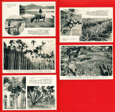 Old 5 Postcards Pre-WW2 Under Japanese Rule FORMOSA Taiwan Buffalo Banana Palm Trees Coconuts #EF40