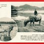 Old 5 Postcards Pre-WW2 Under Japanese Rule FORMOSA Taiwan Buffalo Banana Palm Trees Coconuts #EF40