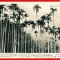 Old 5 Postcards Pre-WW2 Under Japanese Rule FORMOSA Taiwan Buffalo Banana Palm Trees Coconuts #EF40