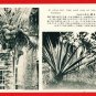 Old 5 Postcards Pre-WW2 Under Japanese Rule FORMOSA Taiwan Buffalo Banana Palm Trees Coconuts #EF40