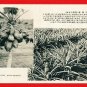 Old 5 Postcards Pre-WW2 Under Japanese Rule FORMOSA Taiwan Buffalo Banana Palm Trees Coconuts #EF40