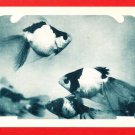 Antique JAPAN Japanese Postcard Goldfish #EO26